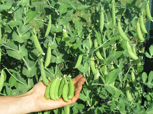 Harvesting Of Edamame Beans Wallpaper