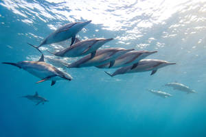 Hawaii Ocean Dolphins Wallpaper