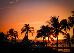 Hawaii Palms Silhouette Sunset Wallpaper