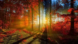Hd Autumn Sun Through Forest Wallpaper