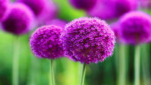 Hd Circular Purple Flower Desktop Wallpaper