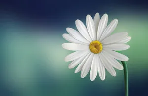 Hd Daisy On The Computer Wallpaper