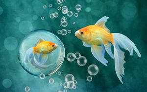 Hd Fish 1920 X 1200 Wallpaper