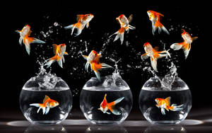 Hd Fish Bowl Jumping Goldfish Species Wallpaper