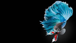 Hd Fish Colorful Siamese Fighting Betta Wallpaper