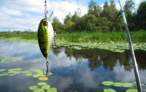 Hd Fish Fishing Rod Bait Wallpaper