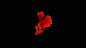 Hd Fish Minimalistic Red Betta Wallpaper