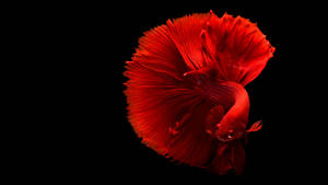 Hd Fish Red Betta On Black Wallpaper