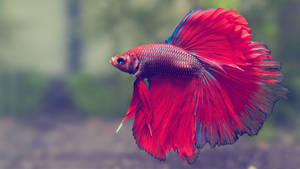 Hd Fish Red Siamese Betta Tail Wallpaper