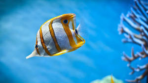 Hd Fish Swimming Copperband Butterflyfish Wallpaper