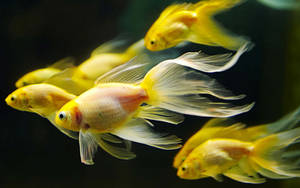 Hd Fishes Swimming Inside Aquarium Wallpaper