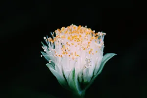 Hd Haemanthus Albiflos Flower Wallpaper