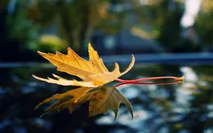 Hd Maple Leaf Wallpaper