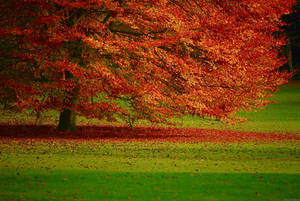 Hd Nature Autumn Wallpaper