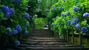 Hd Nature Blue Flowers Wallpaper