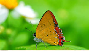 Hd Nature Butterfly Closeup Wallpaper