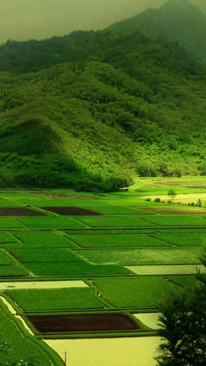 Hd Nature Phone Rice Field Wallpaper