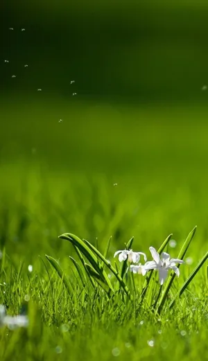 Hd Nature Phone White Flower Wallpaper