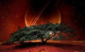 Hd Nature Tree And Moon Wallpaper