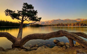 Hd Nature Tree On Lake Wallpaper