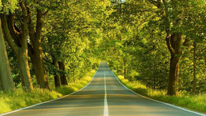 Hd Nature Trees And Road Wallpaper