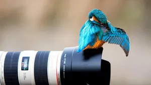 Hd Photography Of A Blue Bird On Camera Lens Wallpaper