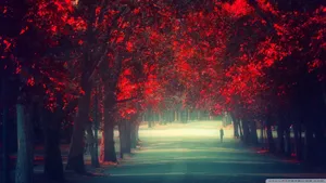 Hd Red Tree Line Wallpaper