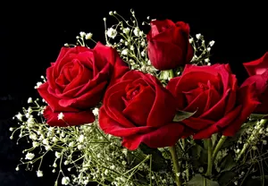 Hd Rose On Black Background Wallpaper