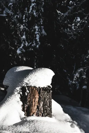 Hd Snow Piling On Stump Wallpaper
