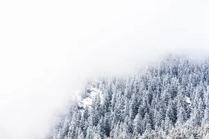Hd Snowy Pine Trees Wallpaper