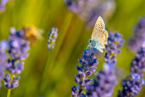 Hd Spring Close-up Of Butterfly Wallpaper