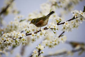 Hd Spring Silvereye Bird Wallpaper