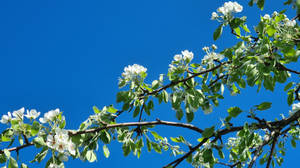 Hd Spring White Flowering Tree Wallpaper