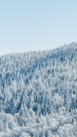 Hd Winter Forest Wallpaper