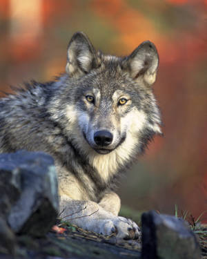 Hd Wolf Front View Wallpaper