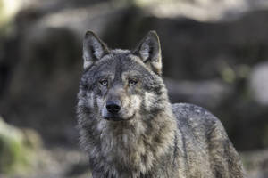 Hd Wolf Selective Focus Wallpaper