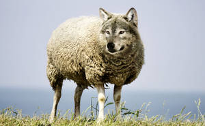 Hd Wolf Sheep Wallpaper