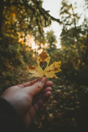 Heart Maple Leaf Wallpaper