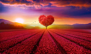 Heart Tree Love Full Hd Wallpaper