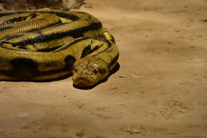 Heavy Python Snake Wallpaper