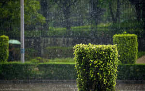 Hedge Shrubs In The Rain Wallpaper