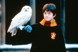 Hedwig Harry Potter Phone Wallpaper