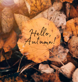 Hello Fall Pile Of Leaves Wallpaper