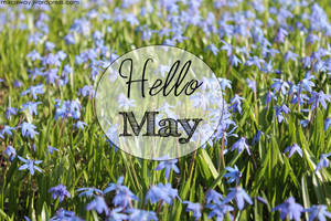 Hello May In Lily Flower Field Wallpaper
