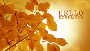 Hello November Plant Sunlight Wallpaper
