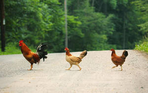 Hen In The Road Wallpaper