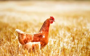 Hen On Grassfield Wallpaper