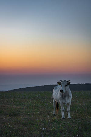 Herd Enjoying Ombre Sunset Wallpaper