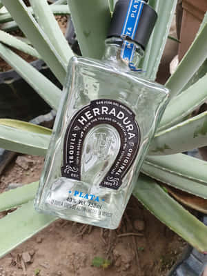 Herradura Tequila Bottle Agave Background Wallpaper