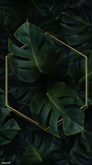 Hex Frame On Monstera Plant Phone Wallpaper